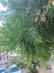 Cupressus sempervirens