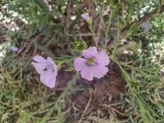 Malva trimestris