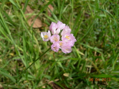 Allium roseum