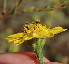 Deinandra paniculata