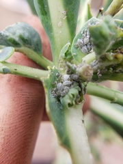 Brevicoryne brassicae