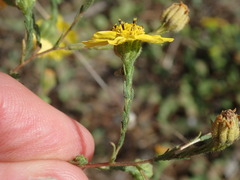 Deinandra paniculata