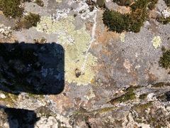 Protoparmeliopsis muralis