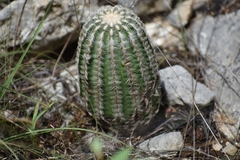 Echinocereus reichenbachii caespitosus