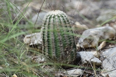 Echinocereus reichenbachii caespitosus