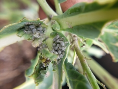 Brevicoryne brassicae