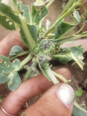 Brevicoryne brassicae