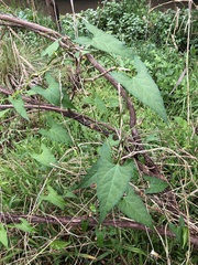Calystegia marginata