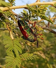 Sternocera chrysis