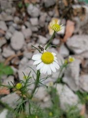 Dioprosopa clavata