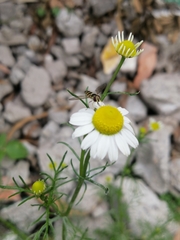 Dioprosopa clavata