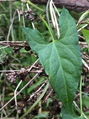 Calystegia marginata