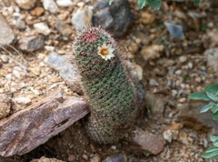 Mammillaria dioica dioica
