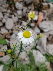 Dioprosopa clavata