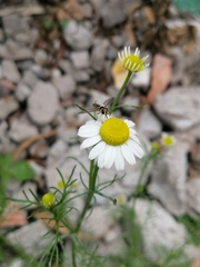 Dioprosopa clavata