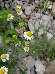 Dioprosopa clavata