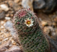 Mammillaria dioica dioica