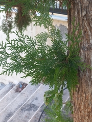 Cupressus sempervirens