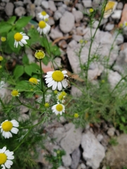 Dioprosopa clavata