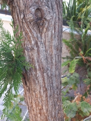 Cupressus sempervirens