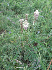 Astragalus uliginosus