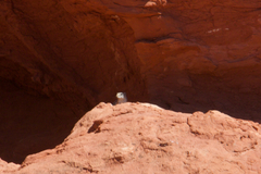 Ammospermophilus leucurus