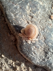 Metafruticicola sublecta