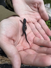 Triturus cristatus