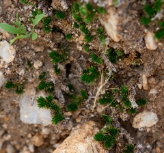 Selaginella eremophila