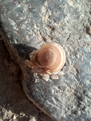 Metafruticicola sublecta