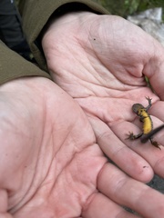 Triturus cristatus