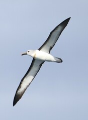 Atlantic Yellow-Nosed Albatross photo 3