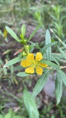 Heimia salicifolia