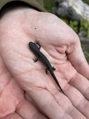 Triturus cristatus