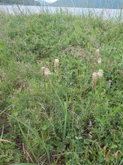 Astragalus uliginosus