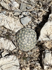 Escobaria chlorantha