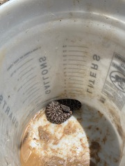 Crotalus oreganus helleri