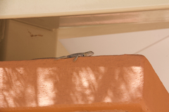 Sceloporus uniformis