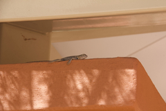 Sceloporus uniformis