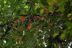 Columnea