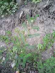 Astragalus uliginosus