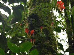 Columnea
