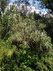 Senecio cinerarioides