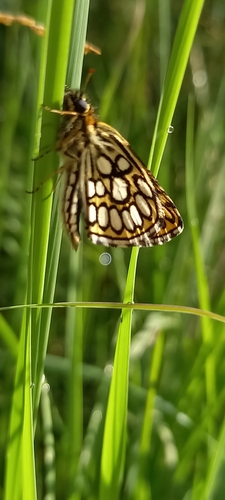 Heteropterus morpheus