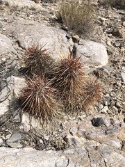 Echinocereus engelmannii engelmannii