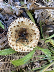 Turbinellus kauffmanii