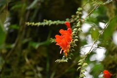 Columnea