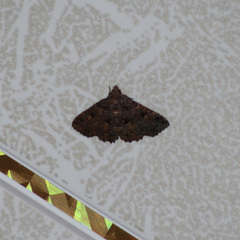 Metalectra praecisalis