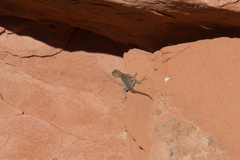 Sceloporus uniformis