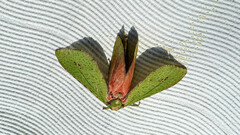 Aenetus eximia